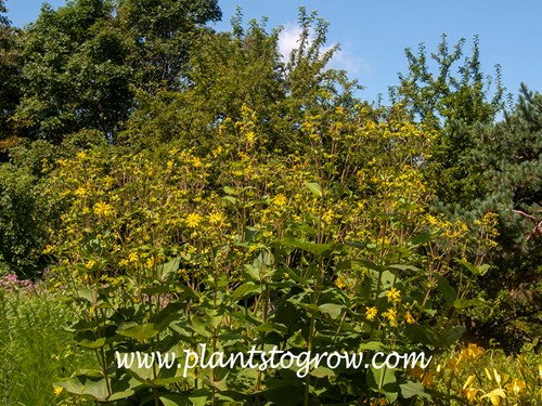 Cup Plant (Silphium perfoliatum var. connatum)
(early August)